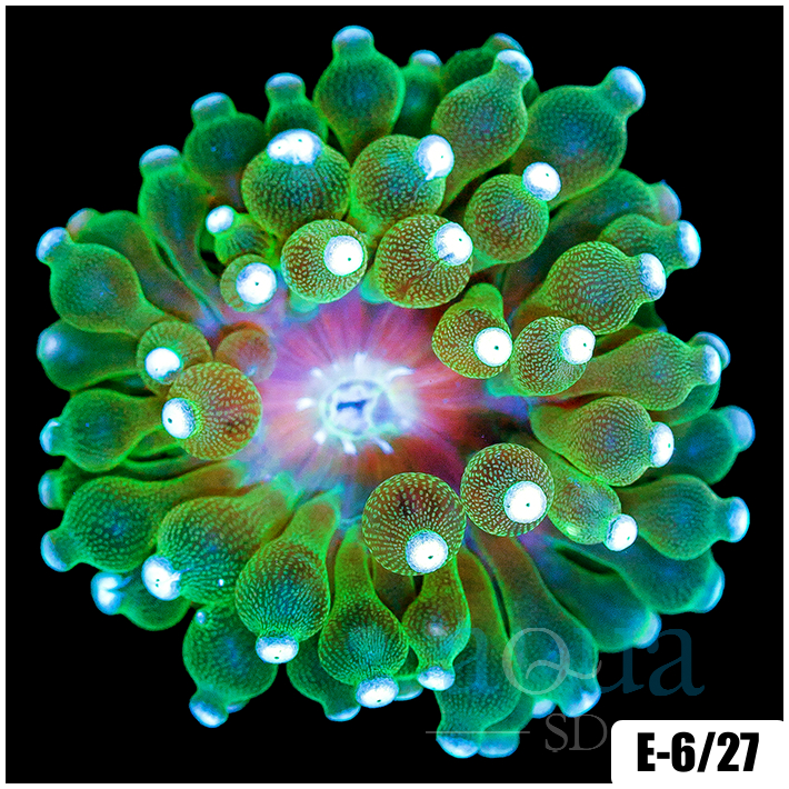 White Tip Bubble Tip Anemone
