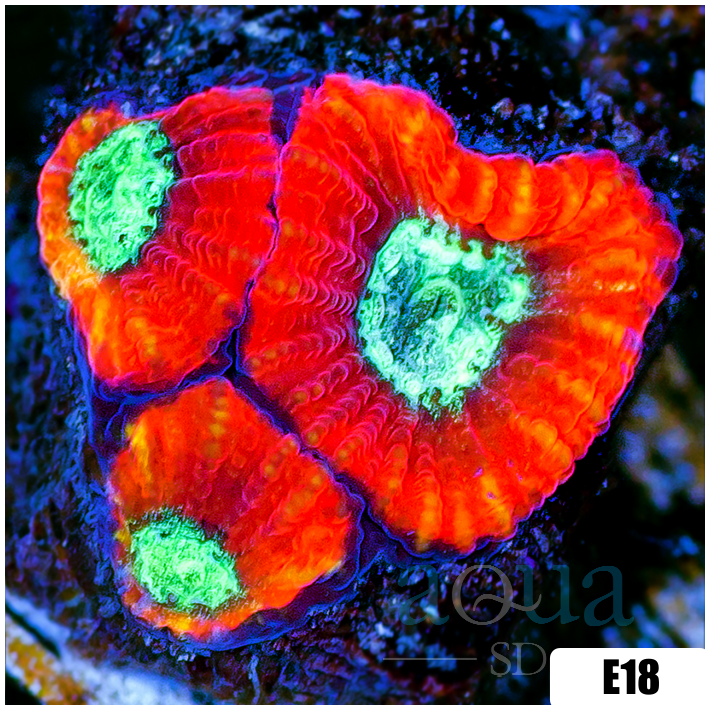 Lava Rim Favia