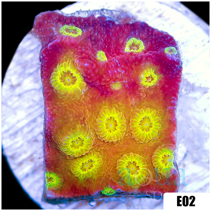Golden Cyphastrea
