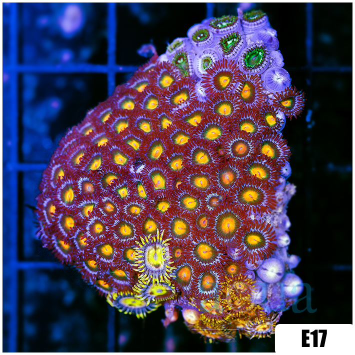 Gator Eyes Zoanthids Chunk
