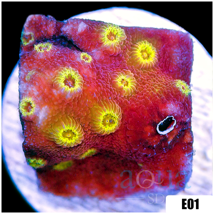 Golden Cyphastrea