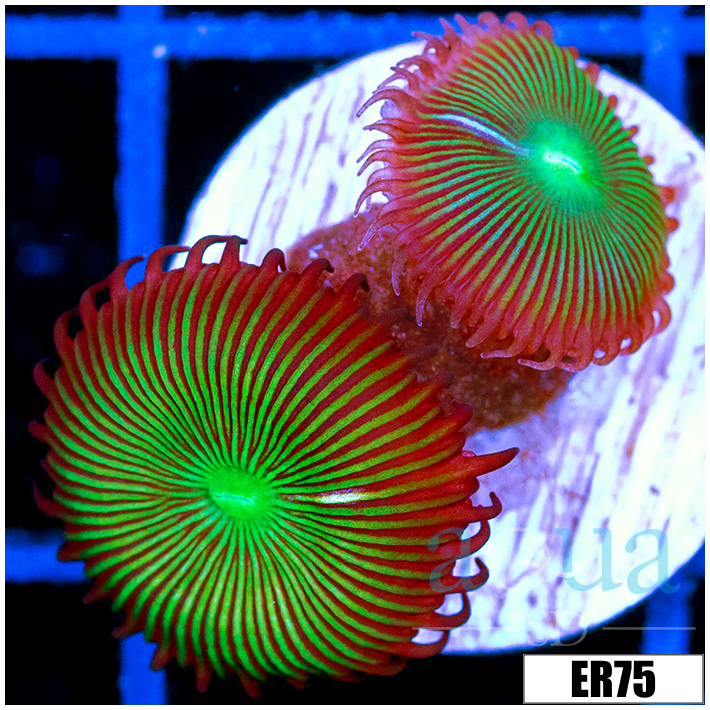 Flytrap Palys