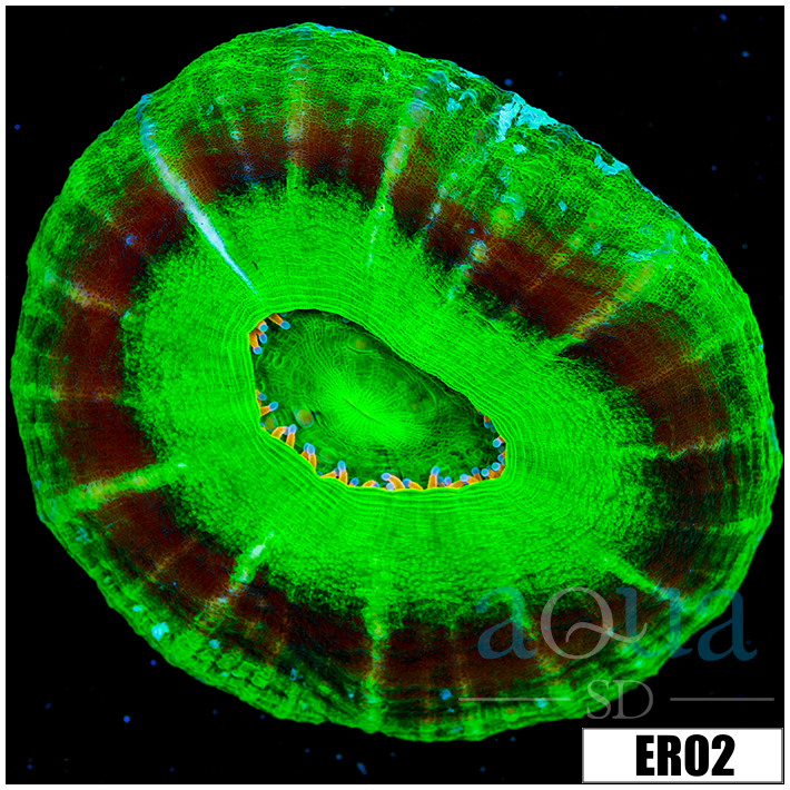 UFO Scolymia