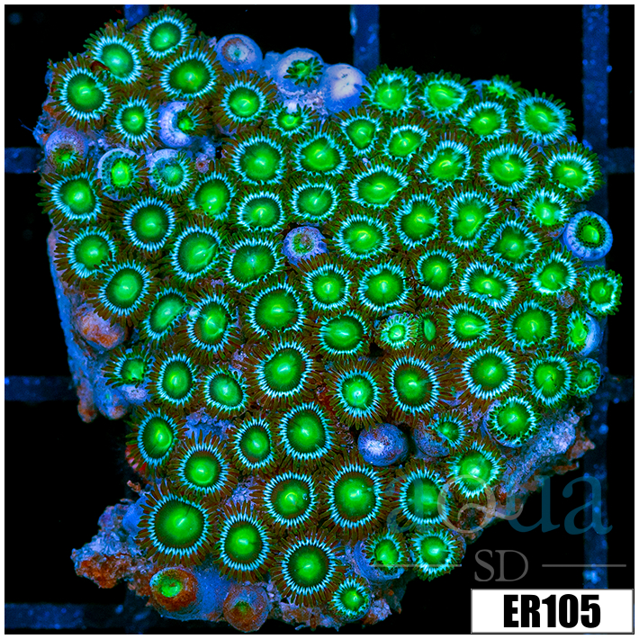 Dragon Eyes Zoanthids Chunk