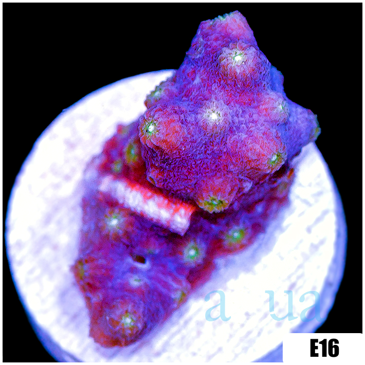 ASD Branching Starry Cyphastrea