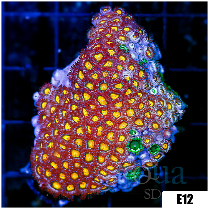 Gator Eyes Zoanthids Chunk