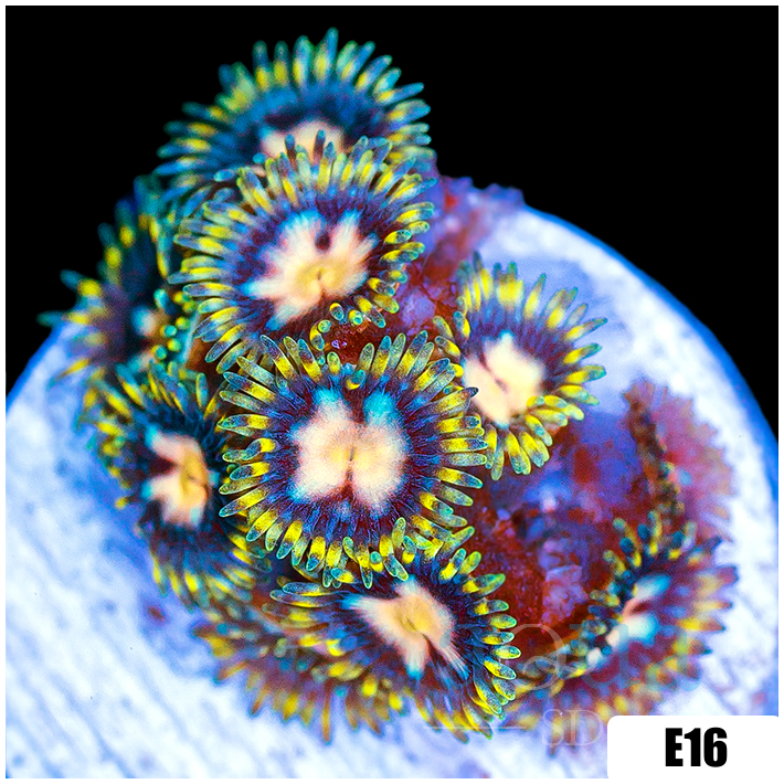 ASD Starry Night Zoanthids