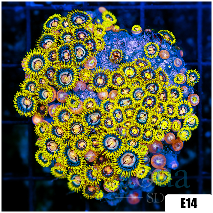 ASD Laser Lemon Zoanthids Colony Starter
