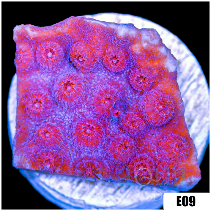 Grape Cyphastrea