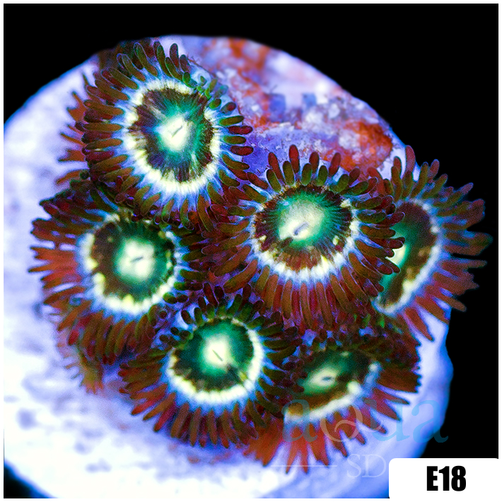 Emerald Eyes Zoanthids