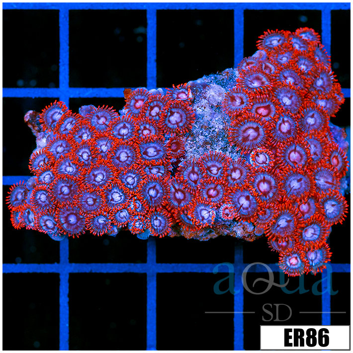 ASD Black Widow Zoanthids Colony Starter