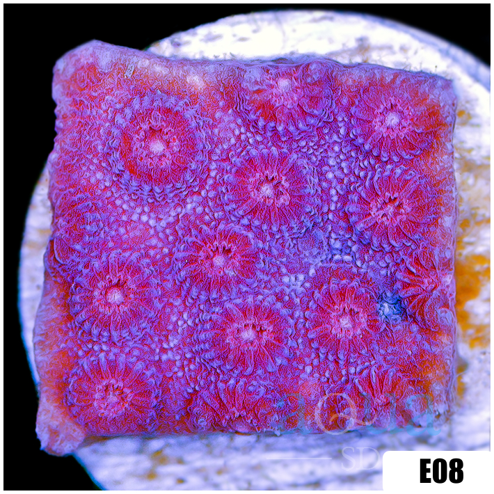 Grape Cyphastrea