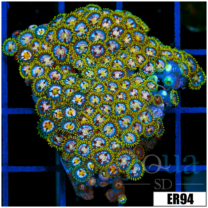 ASD Laser Lemon Zoanthids Chunk