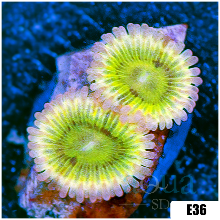 ASD Chiquita Zoanthids