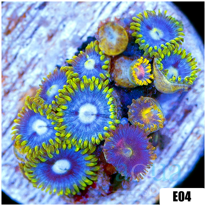 Blow Pop Zoas