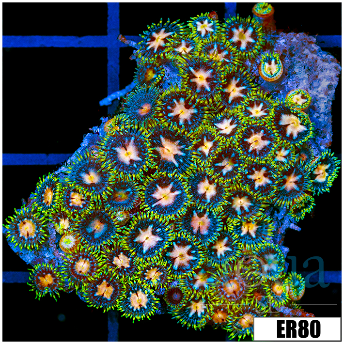 ASD Starry Night Zoanthids Chunk
