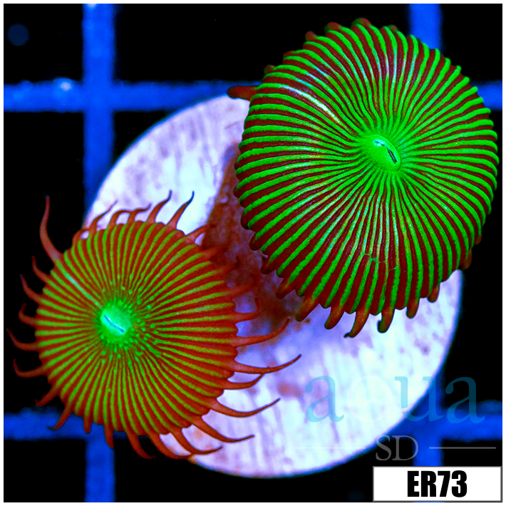 Flytrap Palys