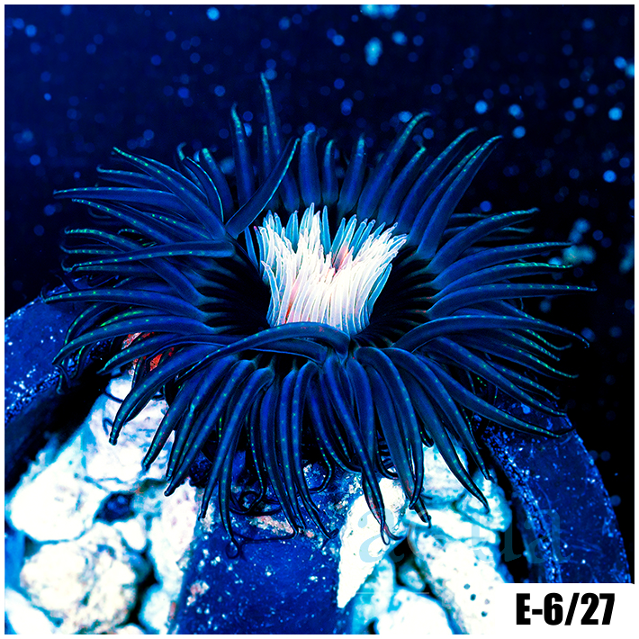 ASD Pink Core Tube Anemones