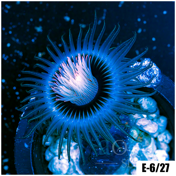 ASD Pink Core Tube Anemones