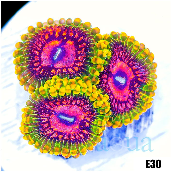 ASD Grand Master Krak Zoanthids
