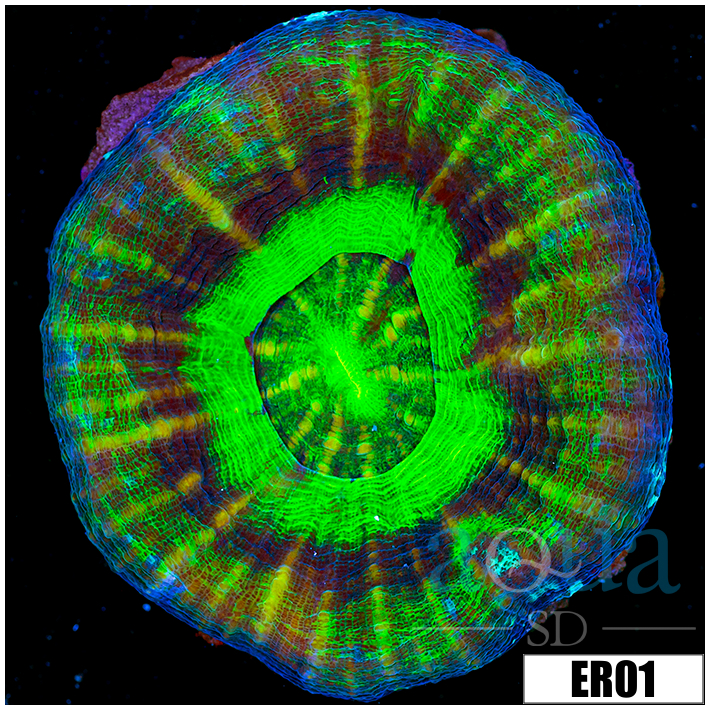UFO Scolymia