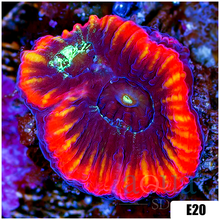 Lava Rim Favia