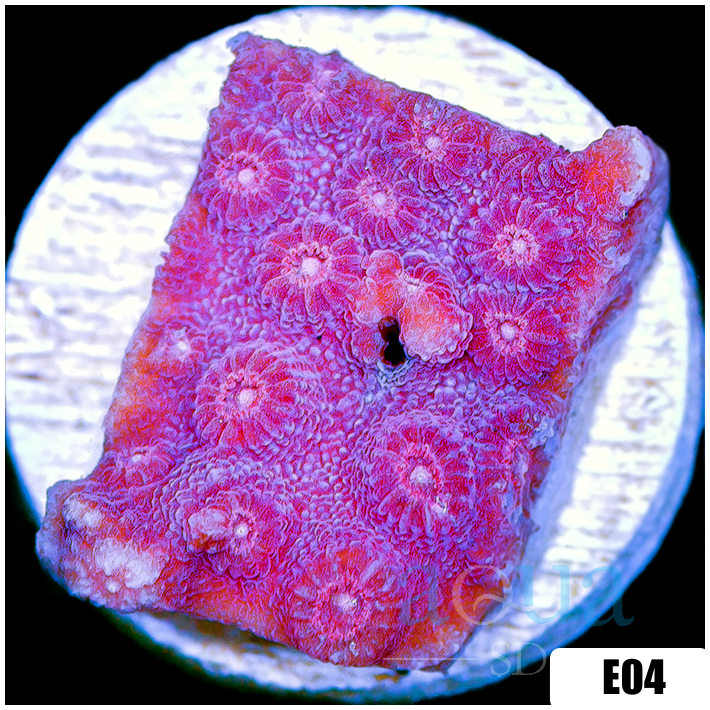 Grape Cyphastrea