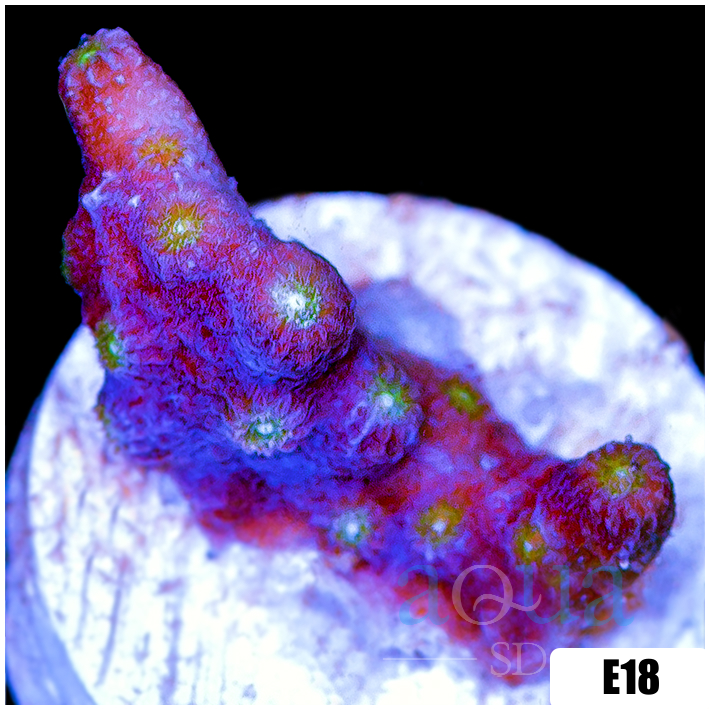 ASD Branching Starry Cyphastrea