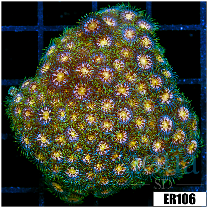 ASD Laser Lemon Zoanthids Colony Starter