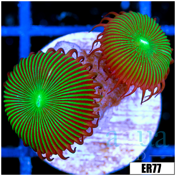 Flytrap Palys