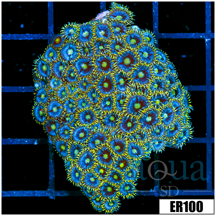 ASD Reverse AOI Zoanthids Chunk