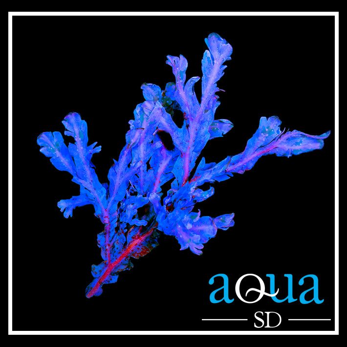 Neptune’s Crown Macroalgae (Golf Ball Size)