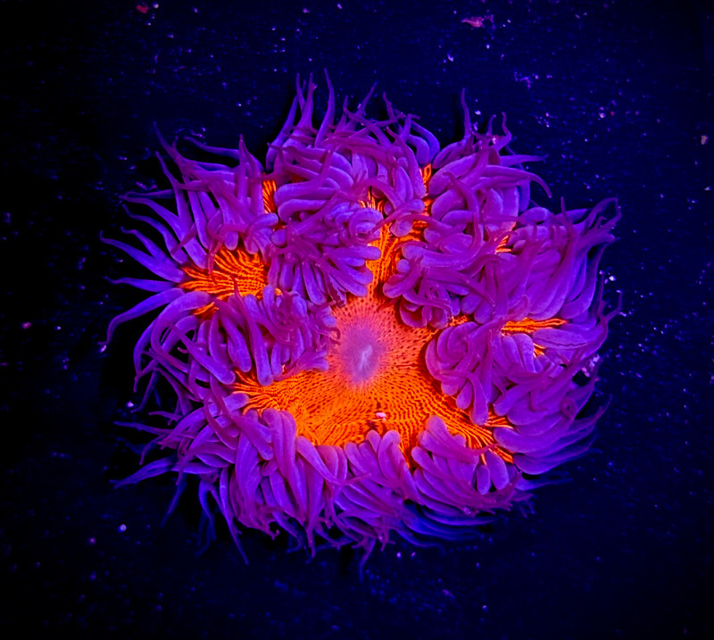 Corals - Anemones - Page 1 - Aqua SD