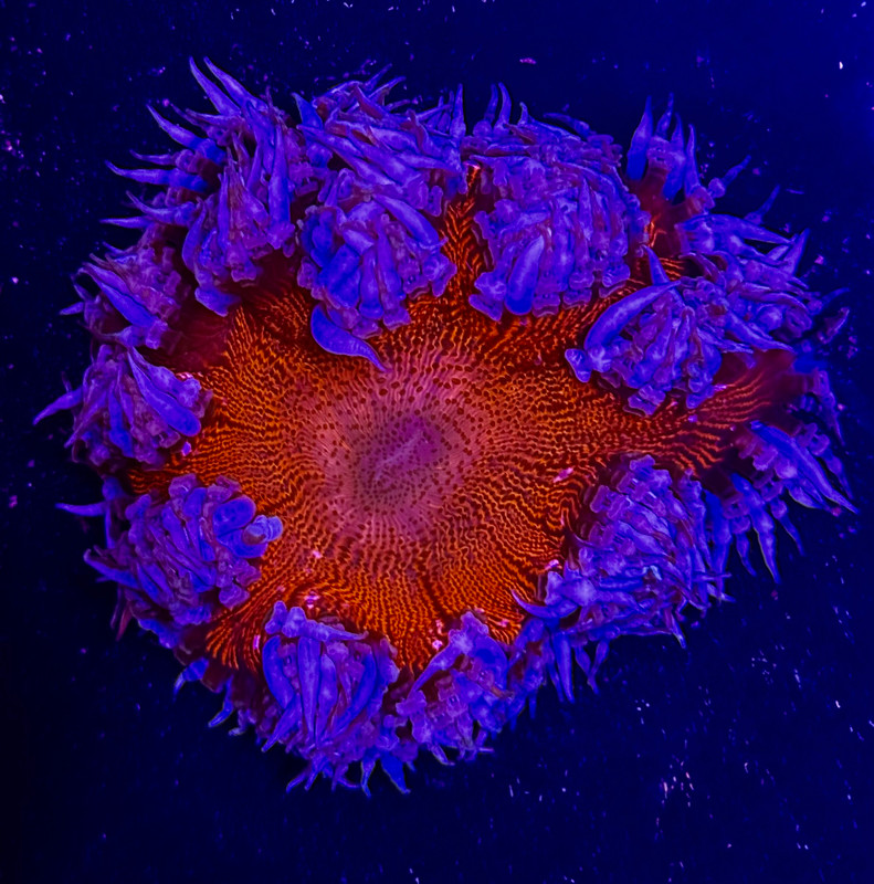 ASD Inferno Rock Flower Anemone