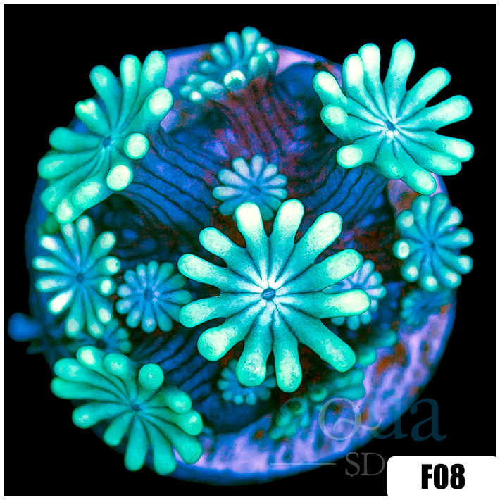 Green Petals Alveopora