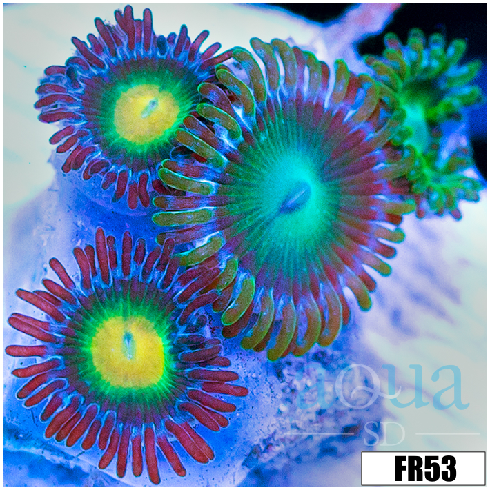 Dragon Eyes Zoanthids