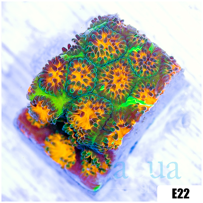 ASD Grafted Cyphastrea