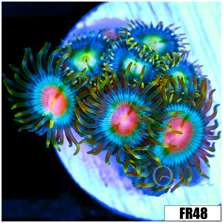 ASD Electric Sunrise Zoanthids
