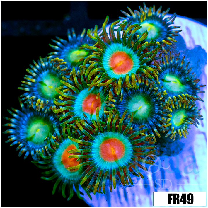 ASD Electric Sunrise Zoanthids