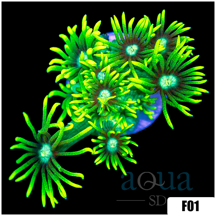 Neon Star Goni