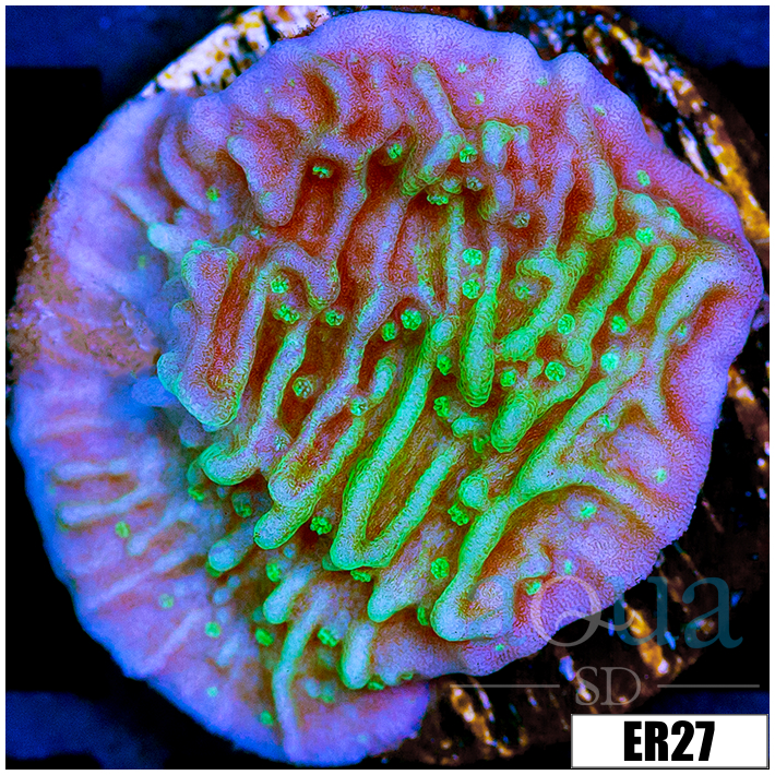JF Cold Fusion Monti