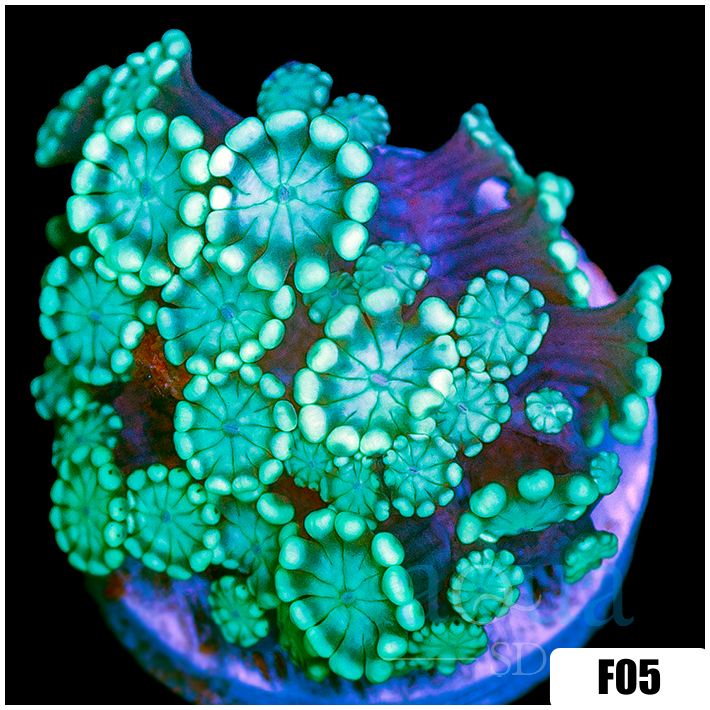 Green Petals Alveopora