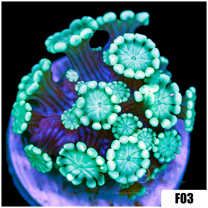 Green Petals Alveopora