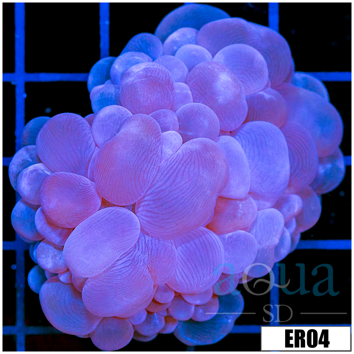 Aussie Bubble Coral