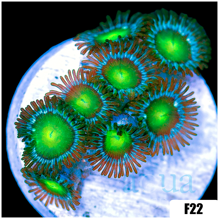 Dragon Eyes Zoanthids