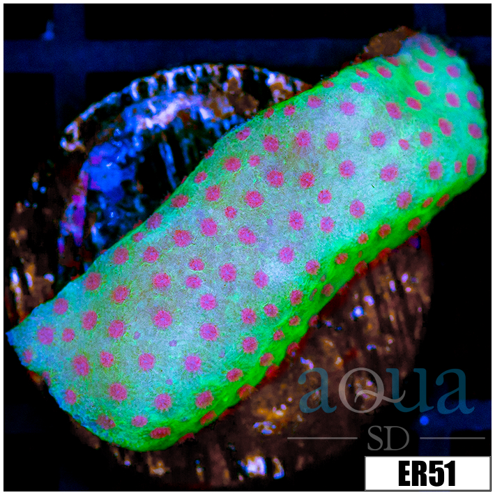 Strawberry Fields Montipora