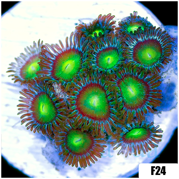 Dragon Eyes Zoanthids