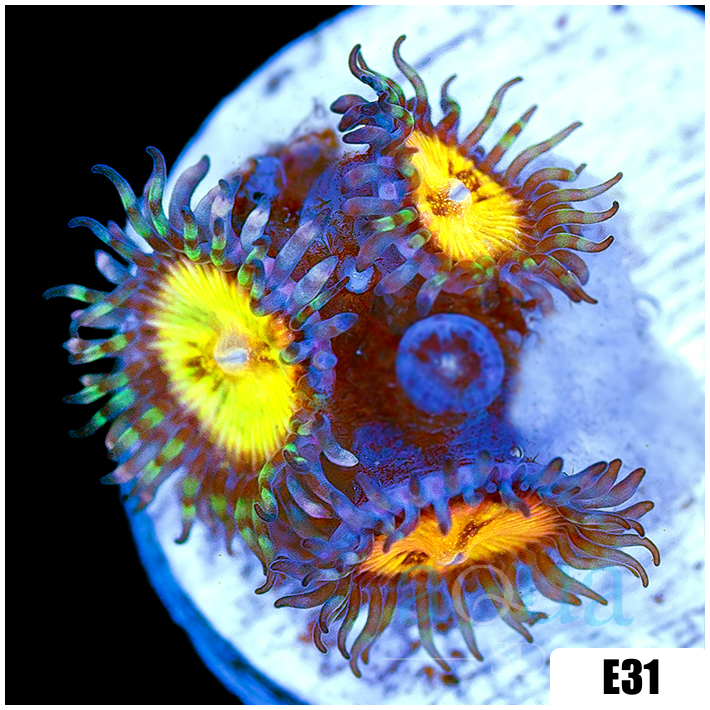 ASD Butt Muncher Zoas