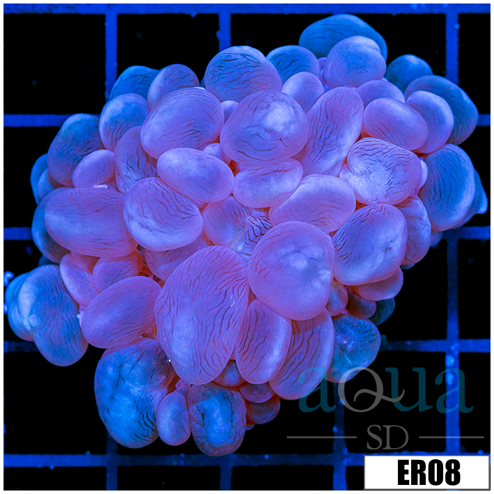 Aussie Bubble Coral