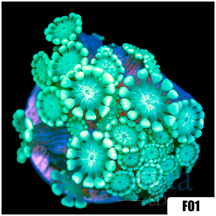Green Petals Alveopora
